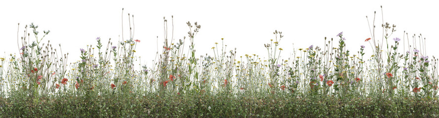 Wild flowers field, grass and meadow in nature, Tropical forest isolated on transparent background - PNG file, 3D rendering for create and design