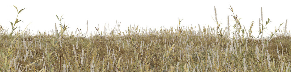 Dry grass field in nature, meadow in summer, Tropical forest isolated on transparent background - PNG file, 3D rendering illustration for create and design or etc