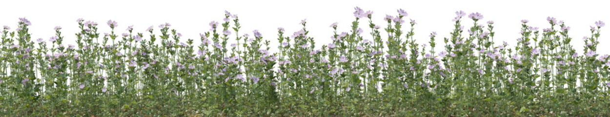 Fototapeta premium Wild flowers field, grass and meadow in nature, Tropical forest isolated on transparent background - PNG file, 3D rendering for create and design