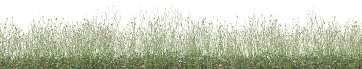 Wild flowers field, grass and meadow in nature, Tropical forest isolated on transparent background - PNG file, 3D rendering for create and design