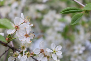 tree flowers