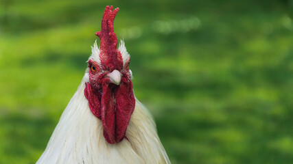 White rooster on a green background