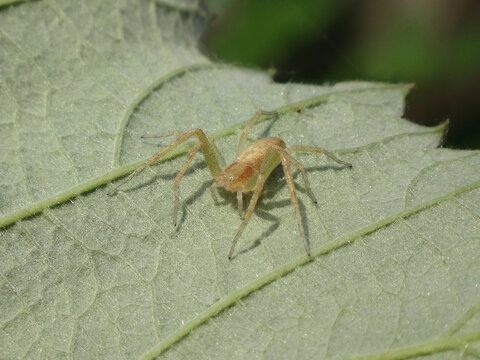 Small running crab spider (Philodromus albidus), female sitting on the underside of a bramble leaf