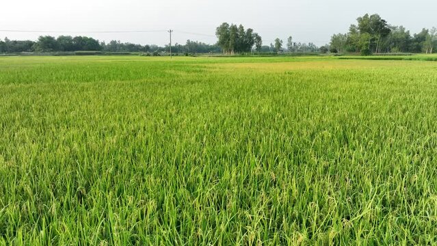 rice field in the summer