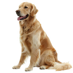 Golden Retriever, isolated on white background, perfect for PNG diecut