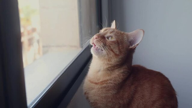 Yawning cat looking out the window