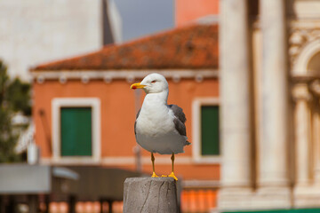 Seagull in the city of Venice