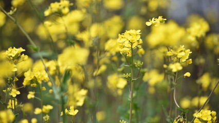 Rapeseed. Brassica napus. are blooming in sunny summer day. yellow flower, isolated on blurred...