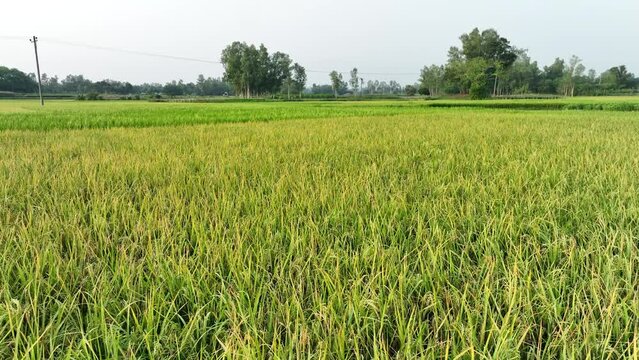 green rice field