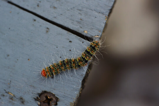 Cricula trifenestrata is caterpillar pest