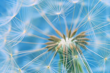 dandelion seeds on blue, A close-up of a dandelion against a vibrant blue background captures the essence of nature's beauty