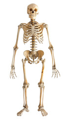 Skeleton Standing on White Background