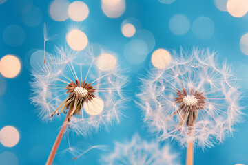 dandelion on blue sky, A close-up of a dandelion against a vibrant blue background captures the essence of nature's beauty