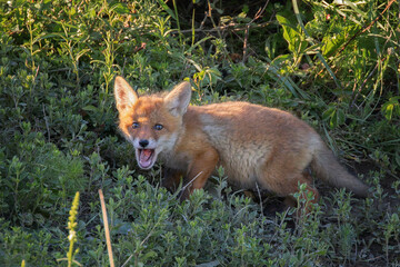 curious fox cub near the den