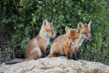 fox cubs near the den