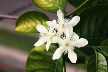 Queen of Siam oleander (Wrightia sirikitiae) with white blooming flowers