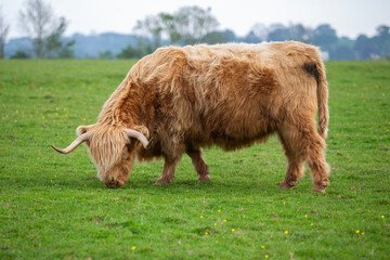 Highland cow grazing in green pasture meadow 