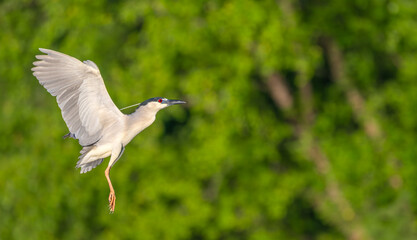 Closeup of a black-crowned night heron in flight.