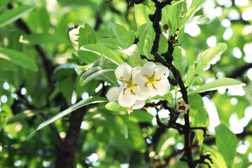 Devine Jasmine (Catunaregam uliginosa) with blooming white flowers