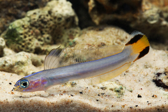 Flagtail dartfish (Ptereleotris uroditaenia) in marine aquarium