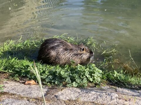 Nutria am Bach