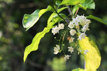 The bread flower (Vallaris glabra) tropical vine or climbers in full bloom