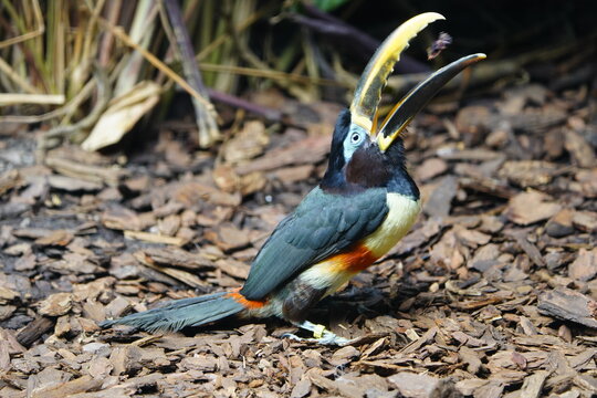 The brown-eared arassari (Pteroglossus castanotis) is a species of bird from the toucan family, which belongs to the colorful genus of black arassaris. Walsrode Bird Park, Germany.

