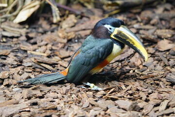 The brown-eared arassari (Pteroglossus castanotis) is a species of bird from the toucan family, which belongs to the colorful genus of black arassaris. Walsrode Bird Park, Germany.

