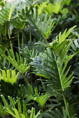 Obraz premium Beautiful indoor garden plant Philodendron Xanadu