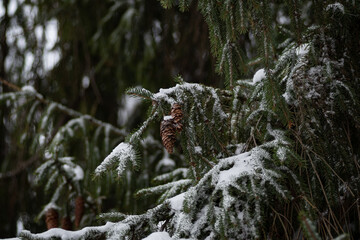 Two cones on a spruce branch covered with snow