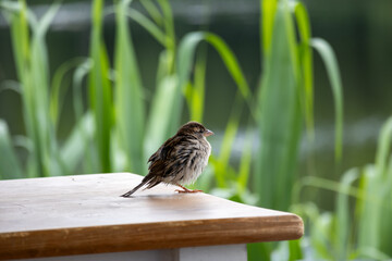 Passer montanus, common perching bird from European gardens and woodlands