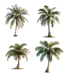 Set of Palm Tree on transparent Background. Generative AI