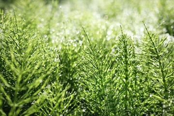 Horsetail field with dew drops early mornings. Nature background texture in spring garden or forest...