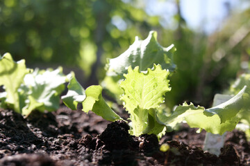 Young lettuce plants growing in garden with defocused background. Multiple lettuce seedling,...