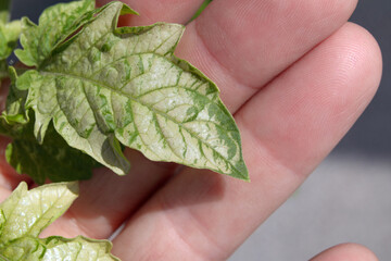 Tomato leaf turned white held by hand. Close up. Tomato plant started indoors exposed to fast to...