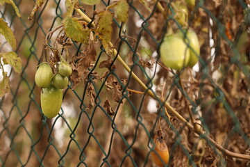 pomodori verdi in un orto in autunno