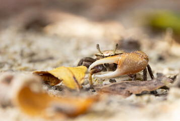A fiddler crab in southwest Florida