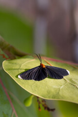 A moth in Florida, probably the white-tipped black or snowbush spanworm moth (Melanchroia...