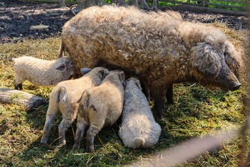 A domestic Hungarian Mangalica pig feeds milk to four piglets in an outdoor pen. Breeding domestic...