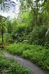 Bosque, eje cafetero Colombia