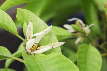 white champaca, white sandalwood, or white jade orchid tree (Magnolia alba)