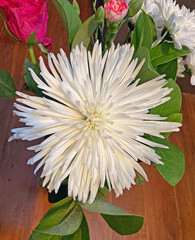 Large white Callistephus chinensis or China Aster. Often a Mothers Day flower