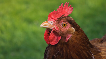 Red hen on a green background