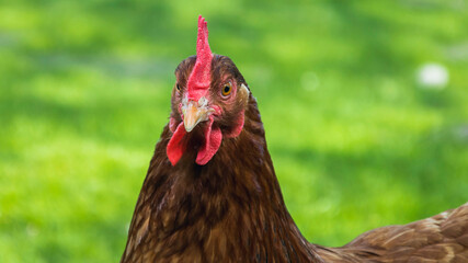 Red hen on a green background