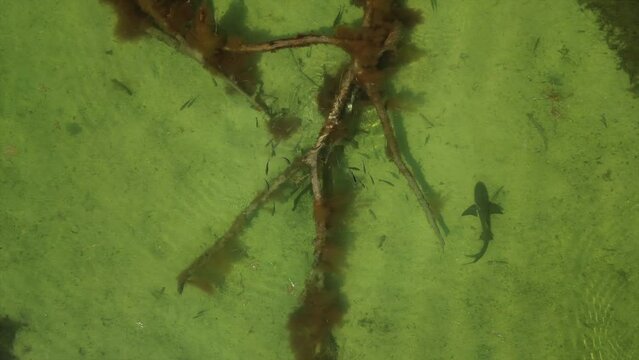 shark is circling