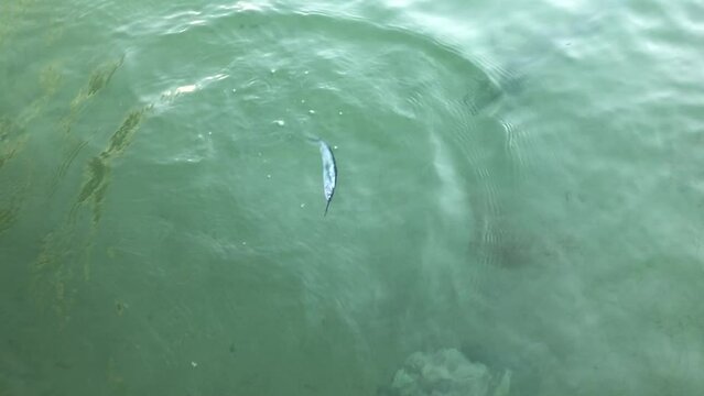 Tarpon feeding