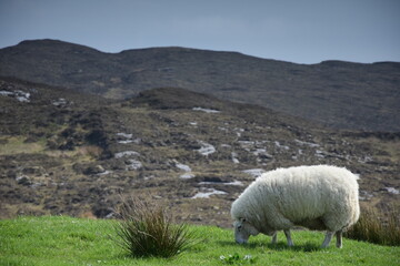 Schottland Hochland Schaf