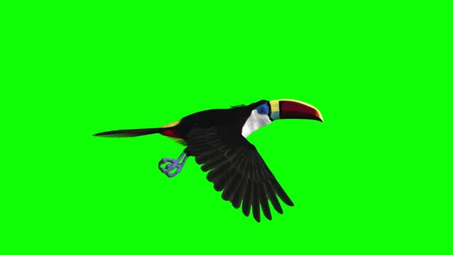 Colorful Toucan Bird  - I - White Throat Blue Eyed - Flying Loop - Side View Close Up - Green Screen - Realistic 3D animation of South American Amazon animal isolated on chroma key background