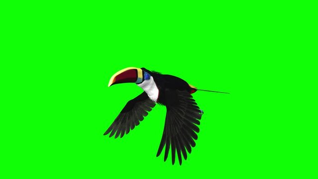 Colorful Toucan Bird  - I - White Throat Blue Eyed - Flying Loop - Side Angle View Close Up - Green Screen - Realistic 3D animation of South American Amazon animal isolated on chroma key background