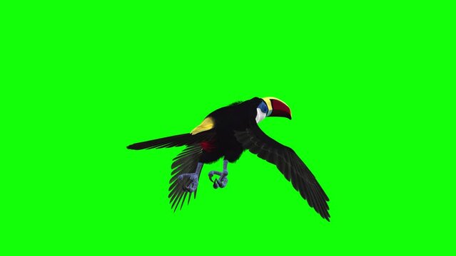 Colorful Toucan Bird  - I - White Throat Blue Eyed - Flying Loop - Back View Close Up - Green Screen - Realistic 3D animation of South American Amazon animal isolated on chroma key background